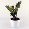 ZZ Plant Black - Aroid Palm - Zamioculcas zamiifolia