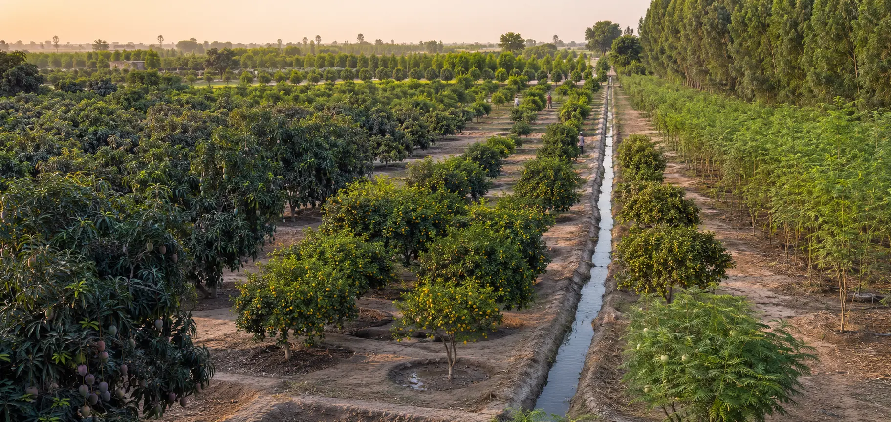 Large irrigated Punjab orchard with mango and citrus blocks, moringa and windbreak trees stretching to the horizon