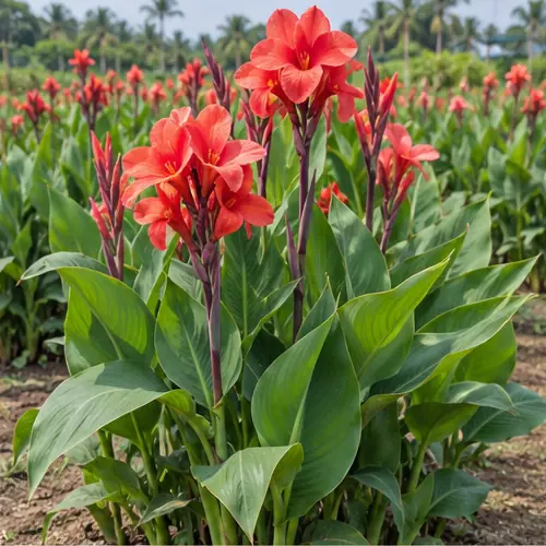 Canna lily visual identity