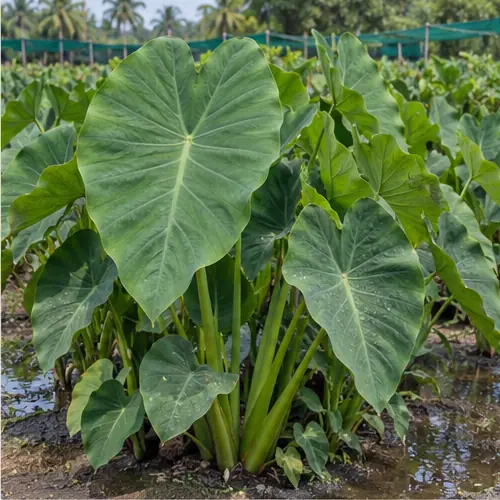 Colocasia visual identity