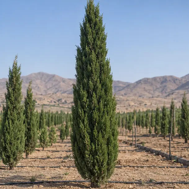Mediterranean cypress visual identity