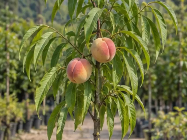 Peach visual identity