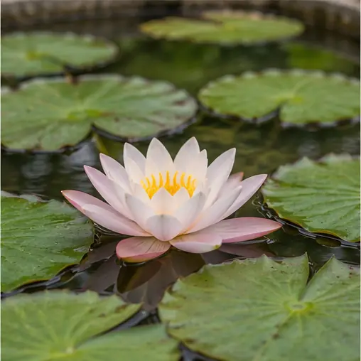 Water lily visual identity